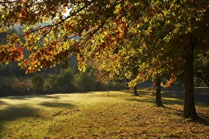 New South Wales Prints: Autumn Trees in Khancoban, Snowy Mountains, New South Wales, Australia