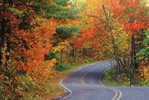 State Park Prints: Autumn trees line roadway in Itasca State Park near Bemidji, Minnesota, USA