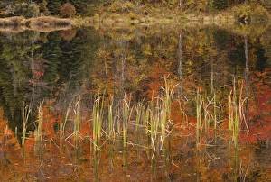 Images Dated 8th October 2009: Autumn in Vermont