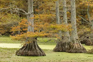 Prints of Autumn view of Bald Cypress trees, Reelfoot Lake State Park, Tennessee Images Dated 2019 June: Autumn view of Bald Cypress trees, Reelfoot Lake State Park, Tennessee