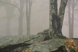 Images Dated 18th October 2006: Autumn view of foggy forest, Grandfather Mountain, North Carolina