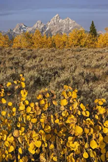 Autumn view of small aspen tree and Teton Range, Grand Teton National Park, Wyoming