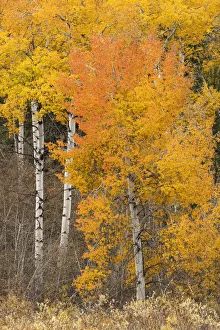 Willow Prints: Autumn view of willows and aspen trees along shoreline of Two Ocean Lake