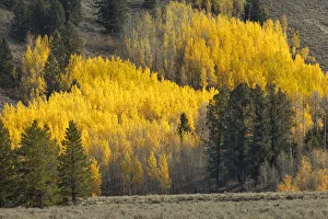 Autumn view of willows along shoreline of Two Ocean Lake, Grand Teton National Park, Wyoming Autumn view of willows along shoreline of Two Ocean Lake, Grand Teton National Park, Wyoming