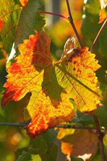 Images Dated 8th April 2005: Autumn Vine Leaf, vineyard, near Bright, Victoria, Australia