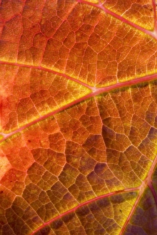 Cromwell Prints: Autumn Vine Leaves, Domain Road Vineyard, Bannockburn, Central Otago, South Island