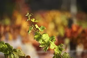 Images Dated 18th April 2006: Autumn Vine Leaves, Domain Road Vineyard, Bannockburn, Central Otago, South Island