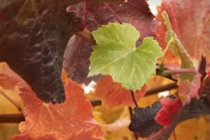 Images Dated 17th April 2006: Autumn Vine Leaves, Domain Road Vineyard, Bannockburn, Central Otago, South Island