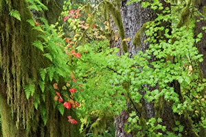 Moss Gallery: Autumn vine maple, Hoh rainforest