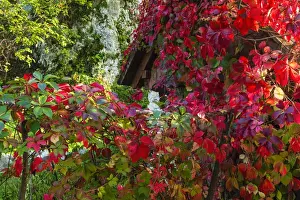 Images Dated 26th September 2014: Autumn vines, Korana Village, Plitvice Lakes National Park, Croatia