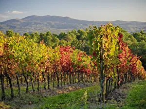 Images Dated 31st October 2017: Autumn vineyards in Southern Tuscany