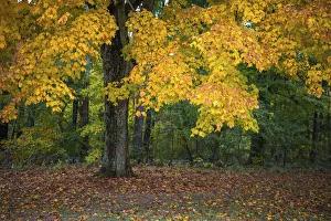 Images Dated 20th September 2019: Autumn Yellow Foliage of Sugar Maple in Clifty Creek Park, Southern Indiana