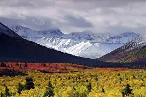 Snowy Prints: Autumnon theaiga; Denali National Park; Alaska; USA; fall; autumnal; colorful; red