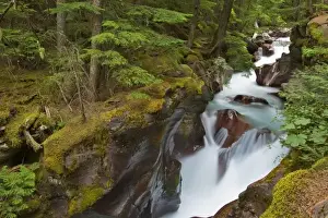 Images Dated 11th August 2008: Avalanche Creek Gorge in Glacier National Park in Montana