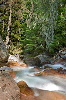 Fluid Prints: Avalanche Gorge and Creek, Glacier National Park, Montana