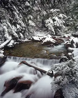 Images Dated 17th January 2011: Avalanche gorge with fresh snowfall in Glacier National Park, Montana, USA