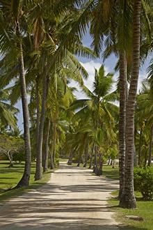 Mamanucas Prints: Avenue of Palms, Musket Cove Island Resort, Malolo Lailai Island, Mamanuca Islands