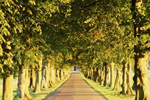 Images Dated 2nd June 2015: Avenue of trees, Gloucestershire, England, UK