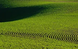 Rolling Landscape Prints: Aview of a farm field in the Palouse east of St John Washington State