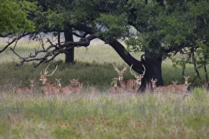 Mason County Prints: Axis Deer (Axis axis) herd