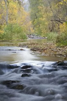 AZ, Arizona, Oak Creek Canyon, Oak Creek and trees with fall color