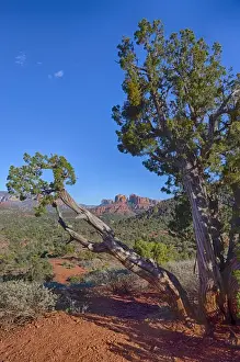 Arizona Prints: AZ, Sedona, Red Rock Country, Juniper tree and Cathedral Rock