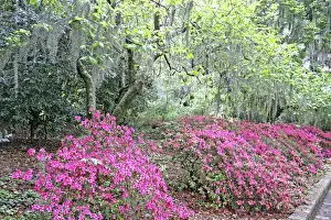 Images Dated 7th April 2008: Azalea flowering and Spanish moss in oak trees at Alfred Maclay Gardens State Park