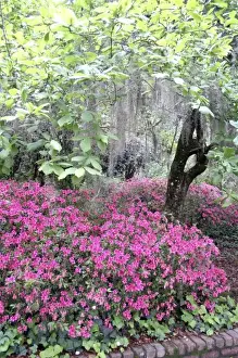 Landscaped Prints: Azalea flowering and Spanish moss in oak trees at Alfred Maclay Gardens State Park Tallahassee