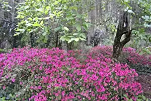 Azalea flowering and Spanish moss in oak trees at Alfred Maclay Gardens State Park Tallahassee