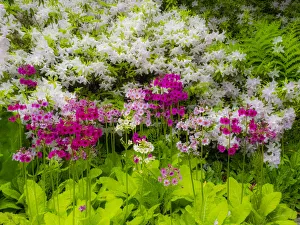 Victoria Prints: Azalea and primrose in beautiful garden