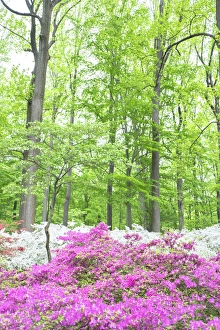 Images Dated 12th May 2015: Azalea Woods, Winterthur, Delaware, USA