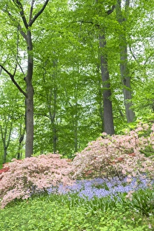 Images Dated 12th May 2015: Azalea Woods, Winterthur, Delaware, USA