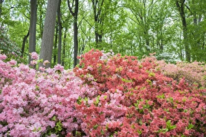 Images Dated 12th May 2015: Azalea Woods, Winterthur, Delaware, USA