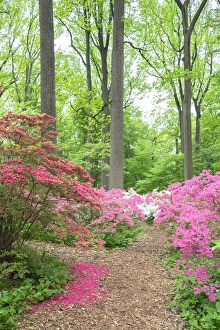 Images Dated 12th May 2015: Azalea Woods, Winterthur, Delaware, USA