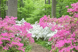 Images Dated 12th May 2015: Azalea Woods, Winterthur, Delaware, USA