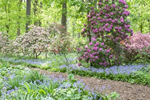 Images Dated 12th May 2015: Azalea Woods, Winterthur, Delaware, USA