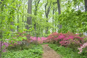 Ericaceae Prints: Azalea Woods, Winterthur, Delaware, USA