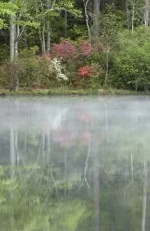 Azaleas relfecting in a pond during early morning light through mist, Georgia, USA
