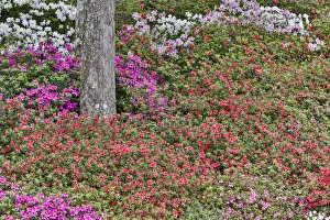 South Carolina Prints: Azeleas in full bloom Middleton Place, Charleston South Carolina