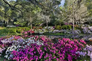 South Carolina Prints: Azeleas in full bloom Middleton Place, Charleston South Carolina