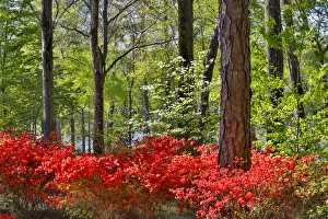 Images Dated 3rd April 2016: Azeleas in bloom under pine trees, Callaway Gardens Georgia
