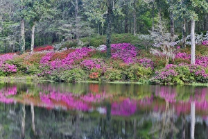 Azeleas in full bloom reflected in calm pond Middleton Place, Charleston South Carolina