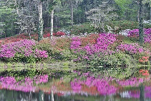 Azeleas in full bloom reflected in calm pond Middleton Place, Charleston South Carolina