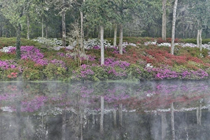 Images Dated 30th March 2016: Azeleas in full bloom reflected in calm pond Middleton Place, Charleston South Carolina