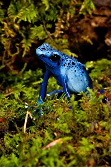 Vertebrate Prints: Azure Dart Frog Dendrobates azureus Native to Northern South America
