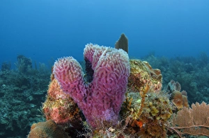 Images Dated 27th May 2015: Azure Vase Sponge (Callyspongia plicifera), Hol Chan Marine Reserve near Ambergris Caye