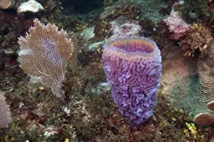 Images Dated 20th October 2009: Azure Vase Sponge (Callyspongia plicifera) Xcalac Marine Reserve Mahahual Peninsula
