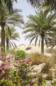 Persian Gulf Prints: Bab Al Shams Desert Resort & Spa. Dubai, United Arab Emirates (UAE)