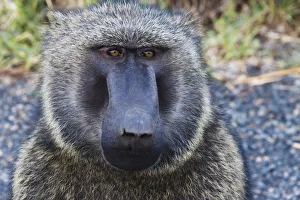 Region Prints: Baboon in Abijatta-Shalla Lakes National Park, Ethiopia