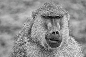 Safari Prints: Baboon, Amboseli National Park